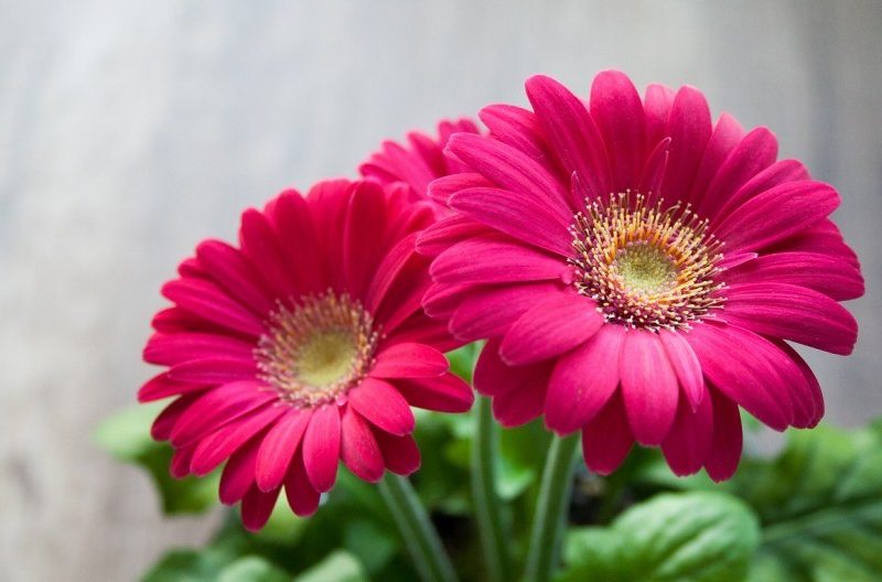 featured_image