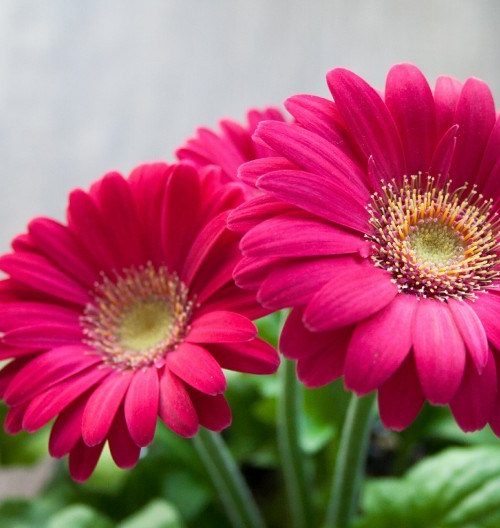 featured_image
