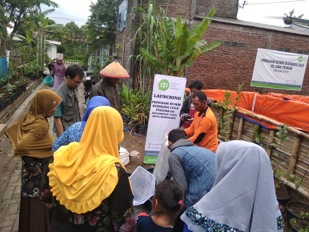 Budidaya Ikan Lele IZI