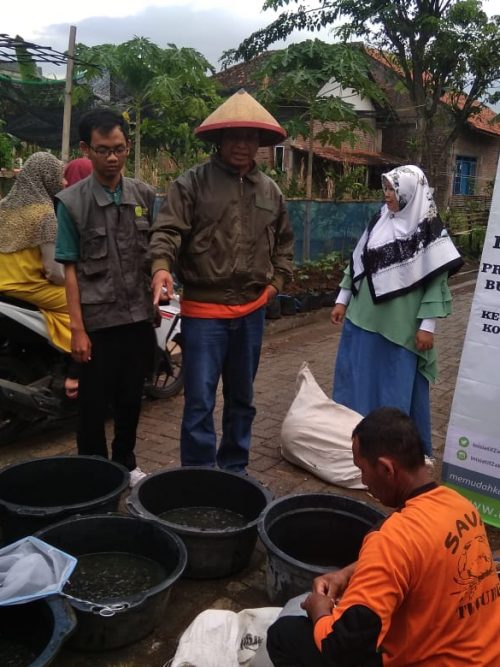 Budidaya Ikan Lele IZI