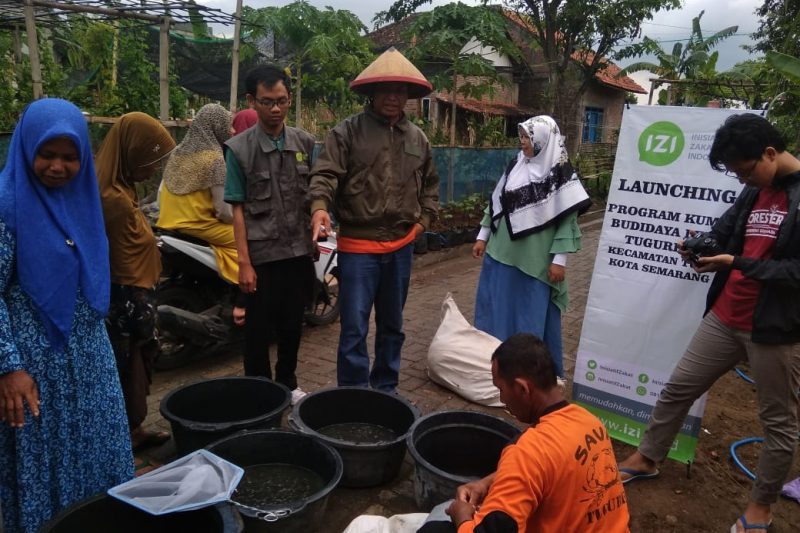 Budidaya Ikan Lele IZI
