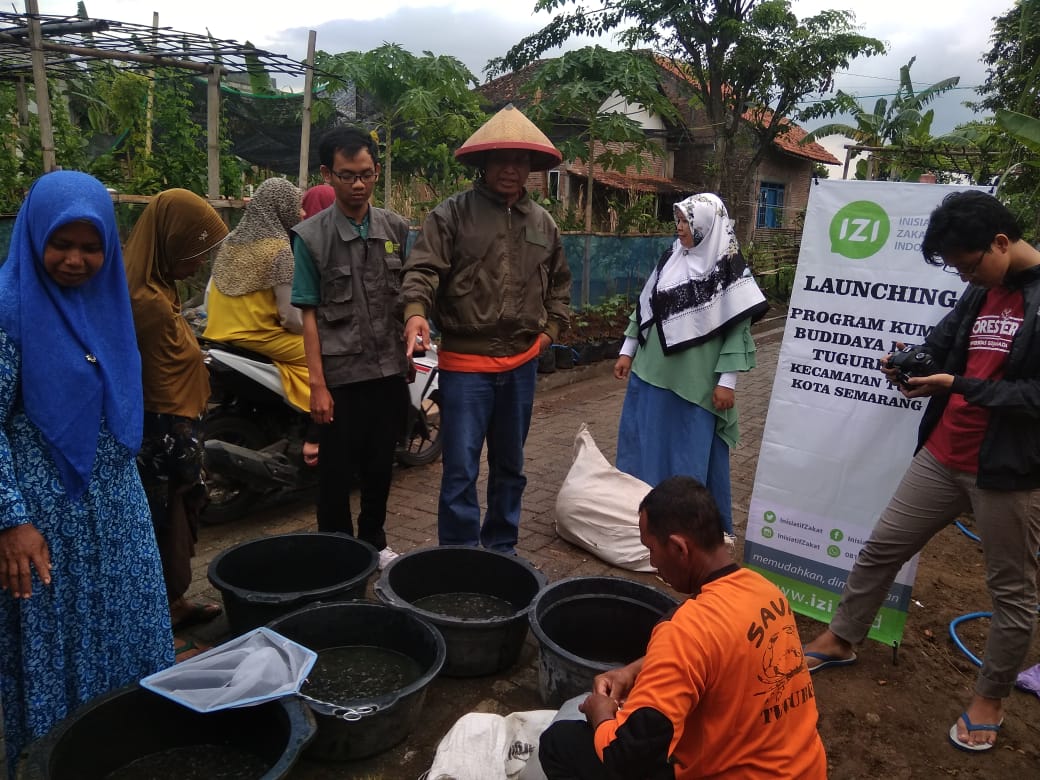 Budidaya Ikan Lele IZI