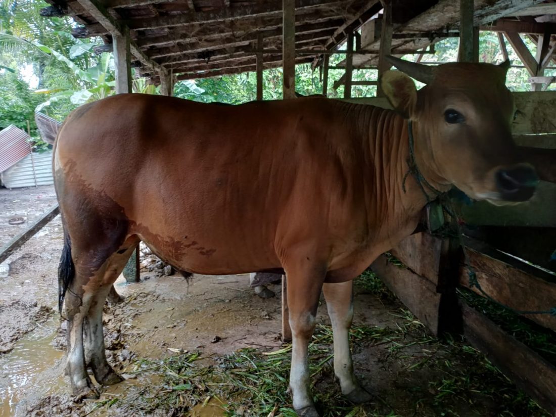 Sapi IZI Sultra