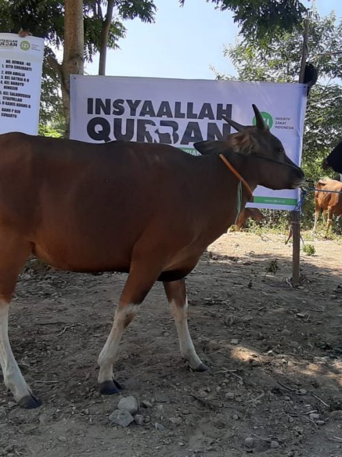Daging Qurban