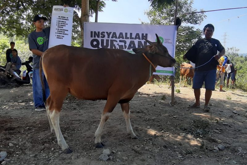 Daging Qurban