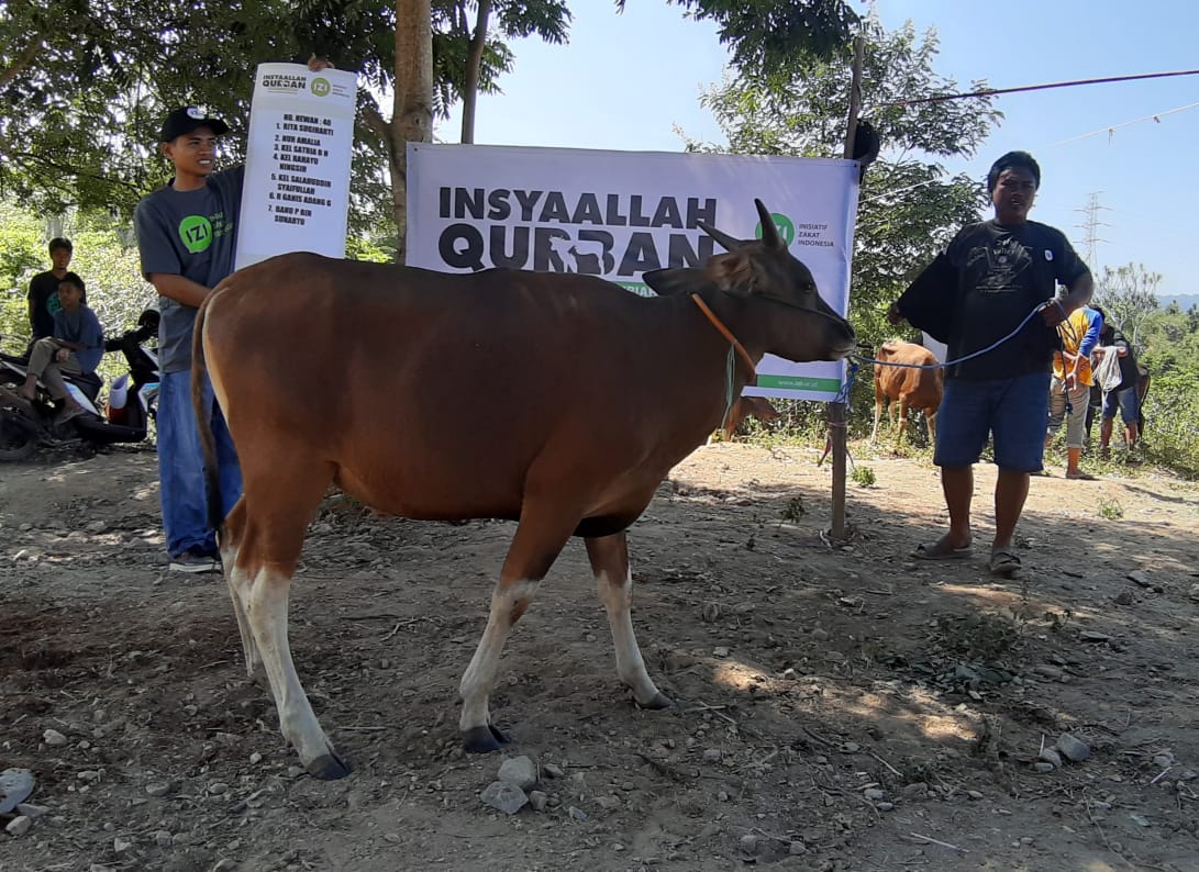Daging Qurban