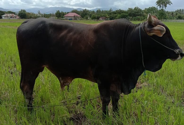 Sapi Qurban IZI
