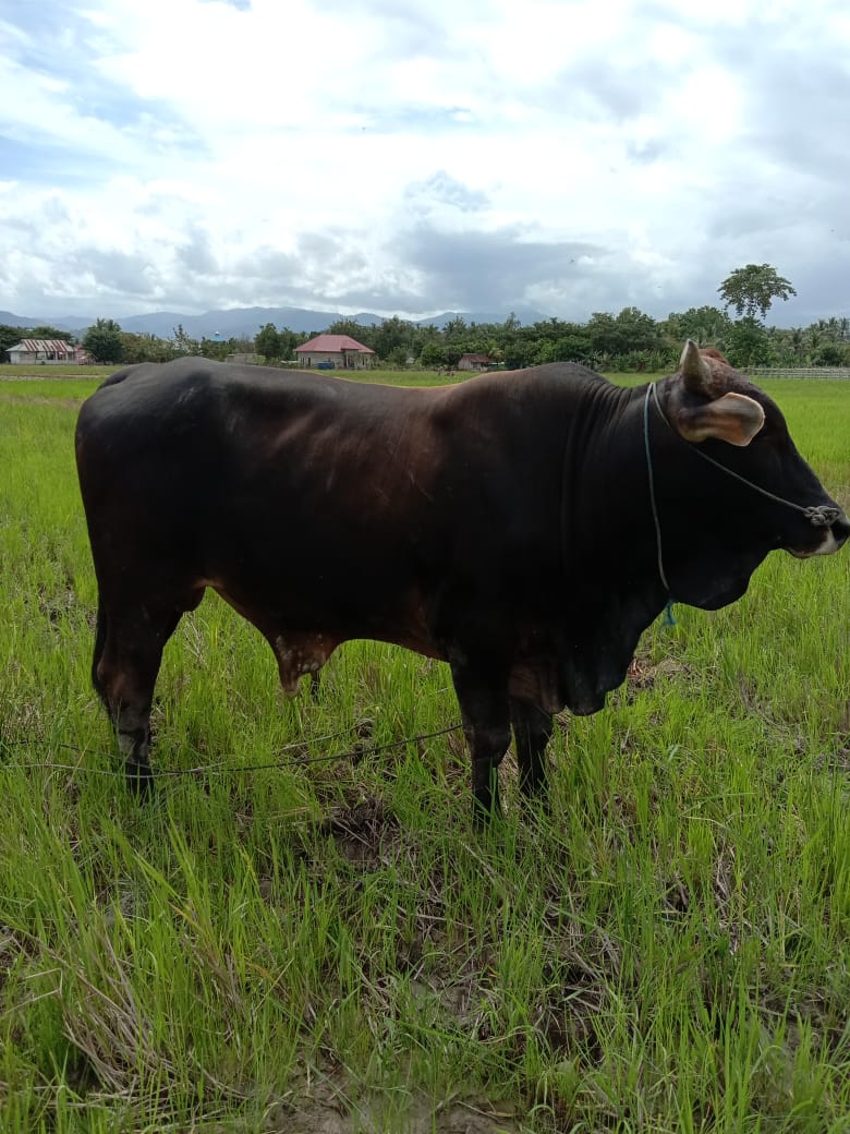 Sapi Qurban IZI