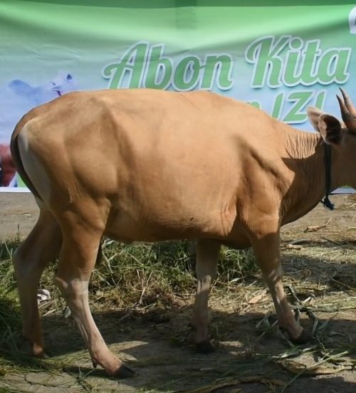 Kurban
