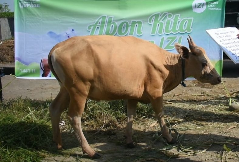 Kurban