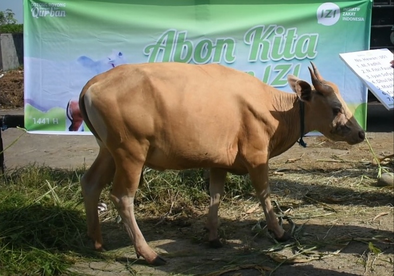 Kurban