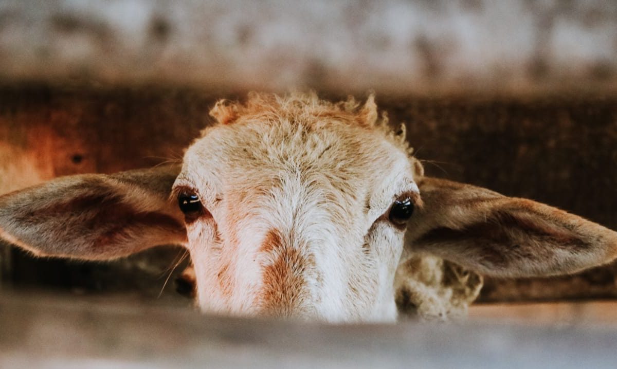 Qurban Sapi atau Kambing?