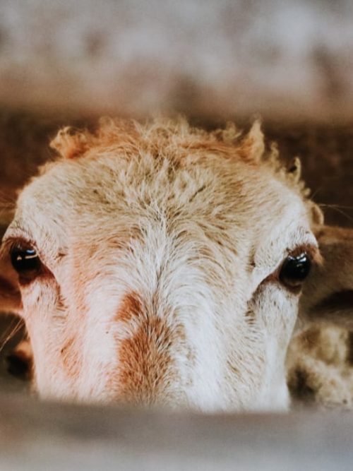Qurban Sapi atau Kambing?