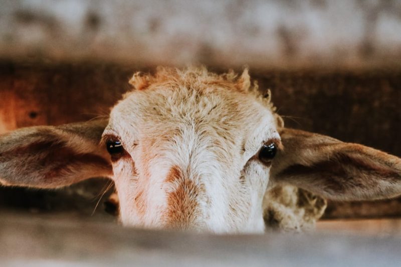 Qurban Sapi atau Kambing?