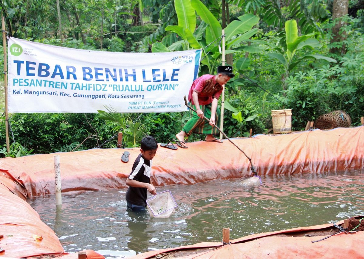IZI Jateng Gotong Royong dengan YBM PLN Bekali Budidaya Lele Untuk Santri Hafidz Quran