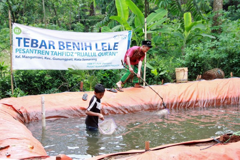 IZI Jateng Gotong Royong dengan YBM PLN Bekali Budidaya Lele Untuk Santri Hafidz Quran